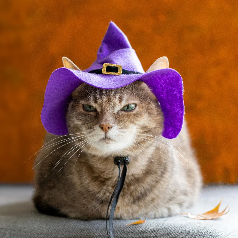 Cover image for Witch Cat Money Maker