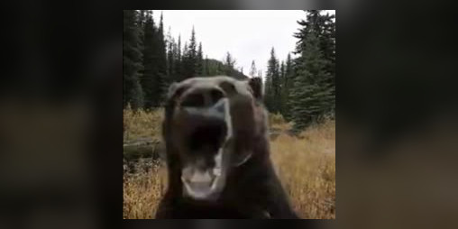 Cover image for A Bear is Chasing You.