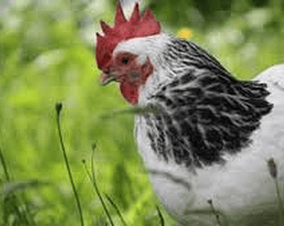 Chicken the mission