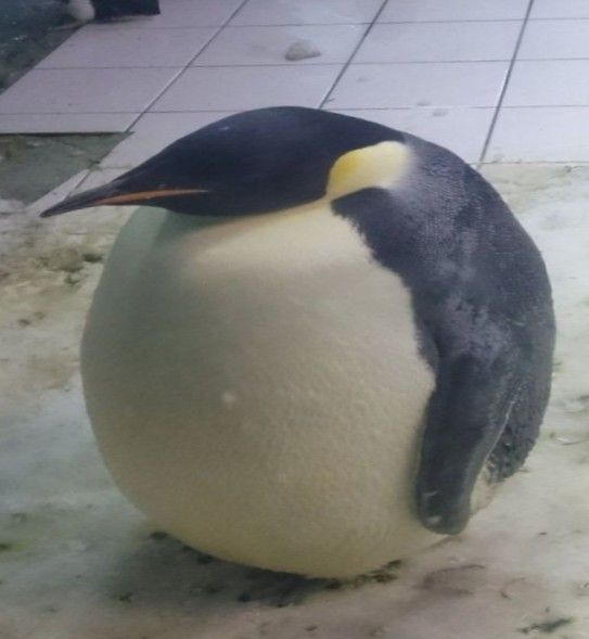 bouncing penguin