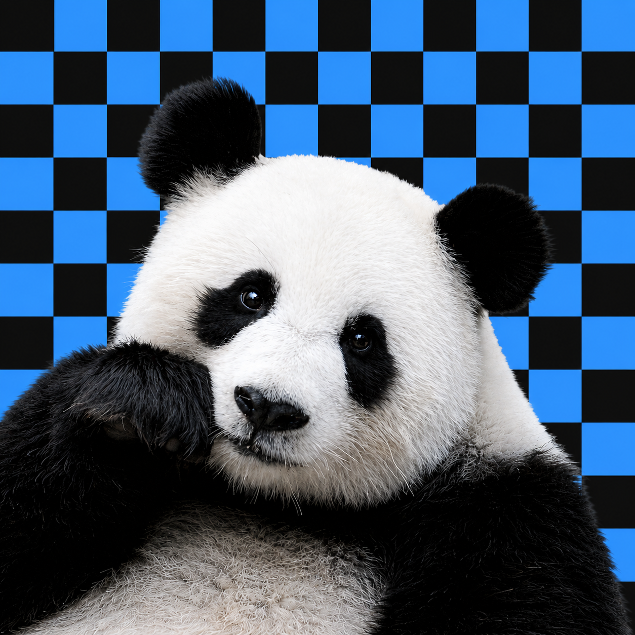 Cover image for redirect-to-janiito.com