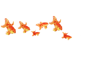 Swimming fishes