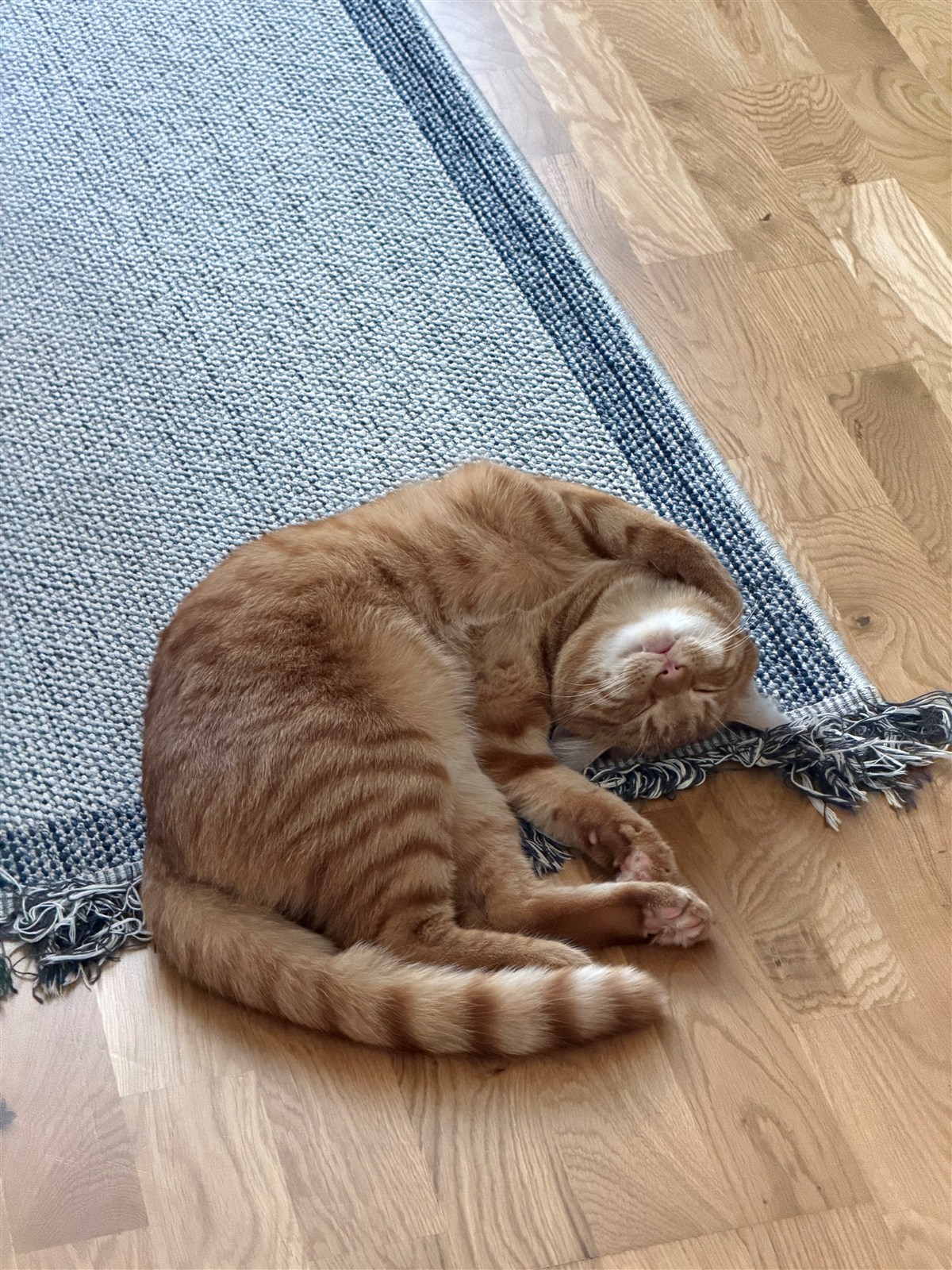 The real Bumi, an orange tabby cat curled up beside a rug.