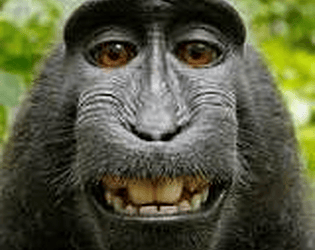 Monke rise of the dragon
