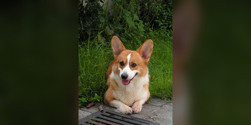 Cover image for i love you ruby.
