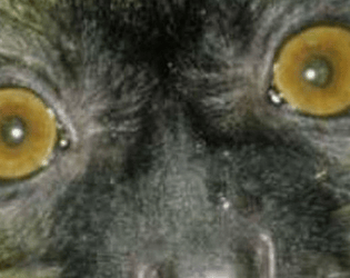 Eyes in the Dark