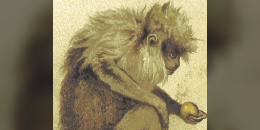 Cover image for Familiar Monkey