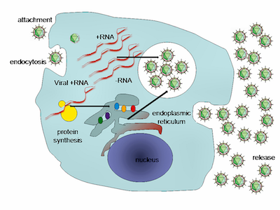 A simplified diagram of the Hepatitis C virus replication cycle