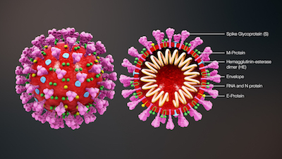 3D image of a coronavirus virion