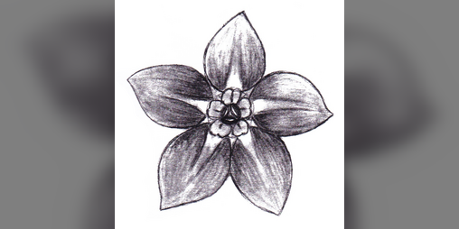 Cover image for myosotis
