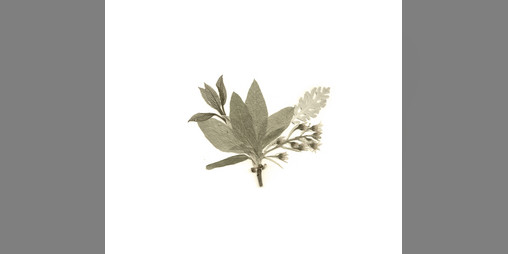 Cover image for flower