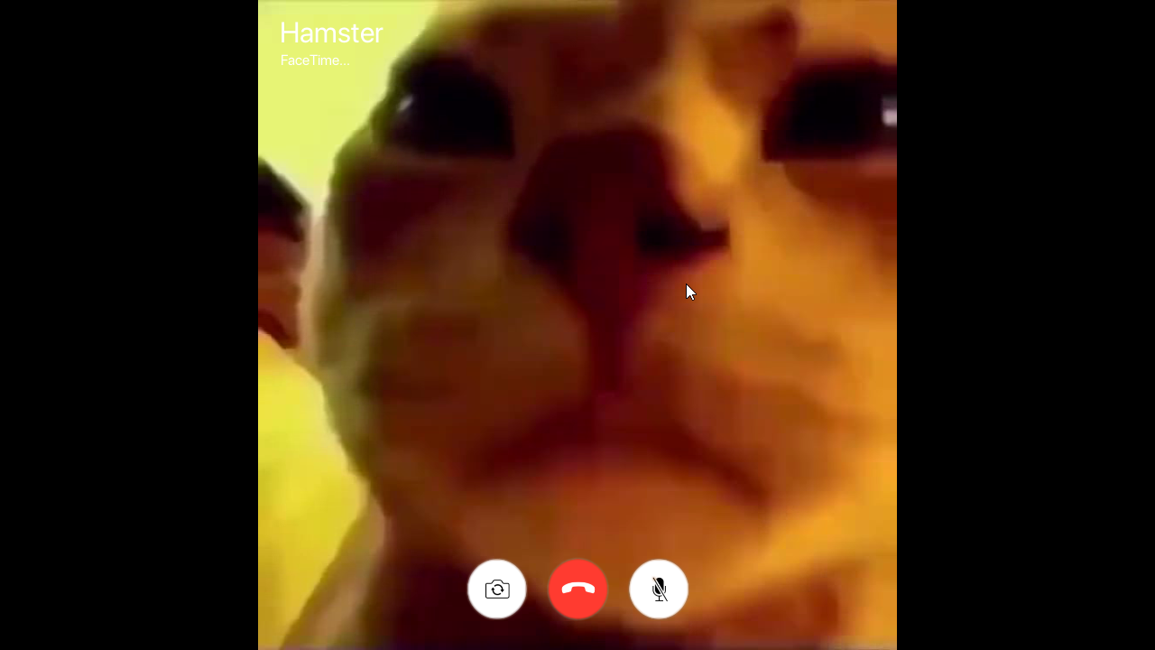 Cat Facetime By Luke I Wilson The perfect hamster facetime cute animated gi...