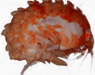 BattleShrimp
