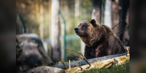 Cover image for Recourse: An Unkillable Bear (5e)