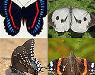 Butterflies Quiz Game