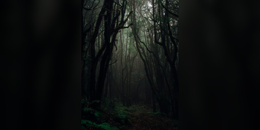 Cover image for A Dark Forest