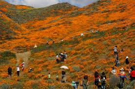 Poppy Fields*