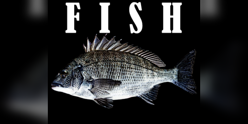 Cover image for FISH