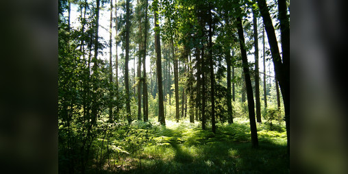 Cover image for Big Foot Hunting