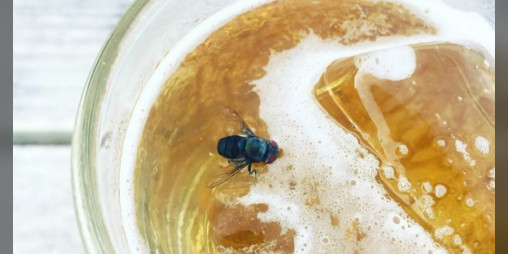 Cover image for Beer Fly