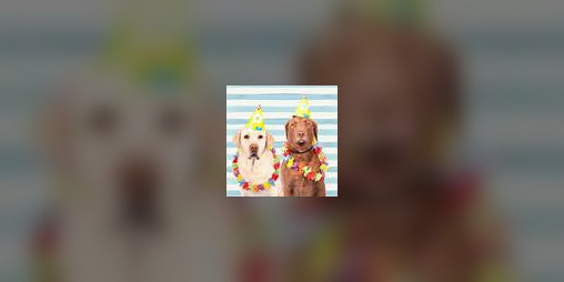 Cover image for The Only Important Game