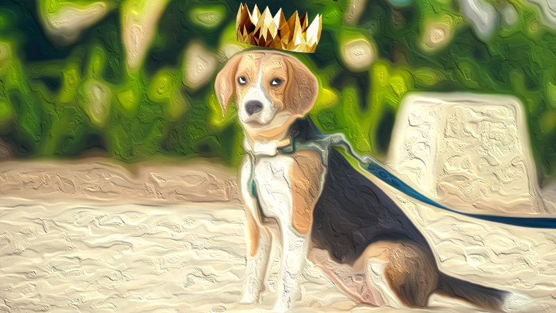 Cover image for BEAGOHOME