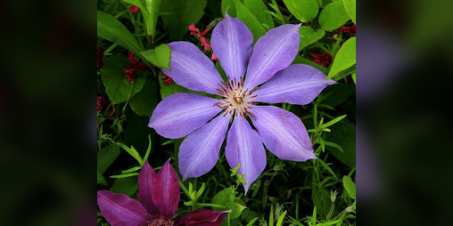 Cover image for flower-shaped souls