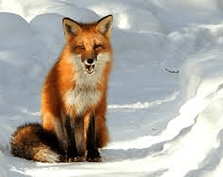 fox hunt(unity)