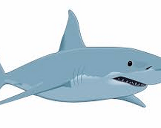 shark swimmer