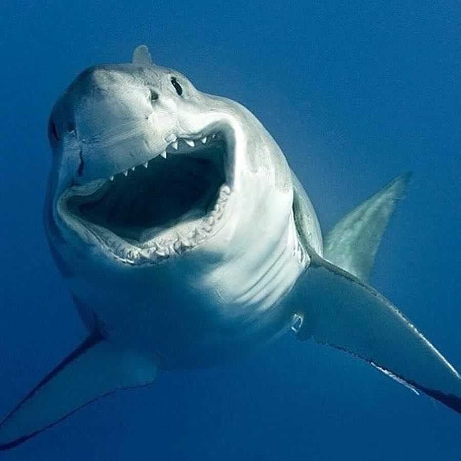 Cover image for Be a Shark