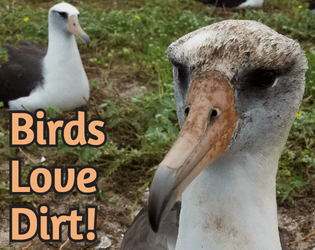 Birds Love Dirt!  