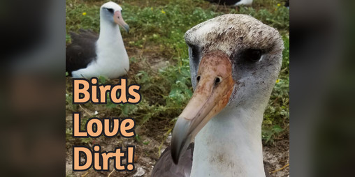 Cover image for Birds Love Dirt!