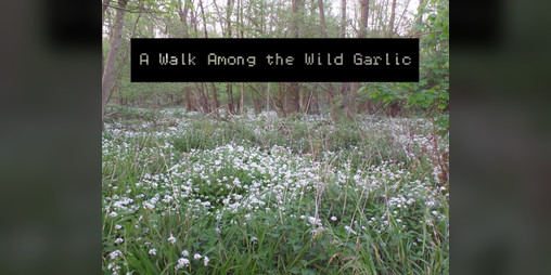 Cover image for A Walk Among the Wild Garlic