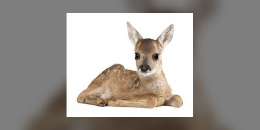 Cover image for Hertje Game (deer game)
