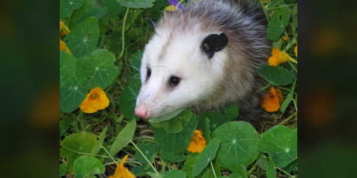 Cover image for GUERRILLA GARDENER