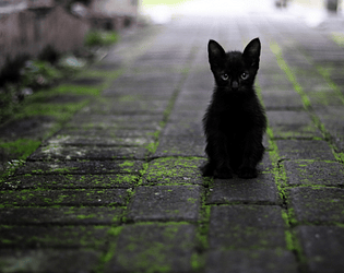 Black Cat
