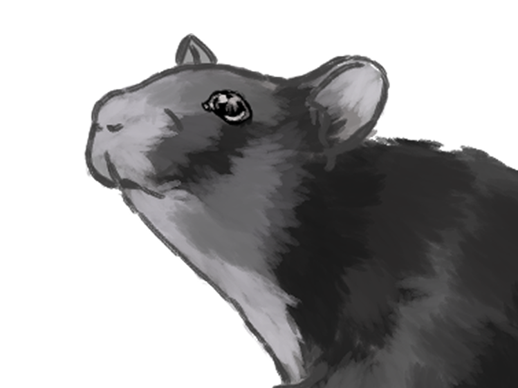 Rat Headshot