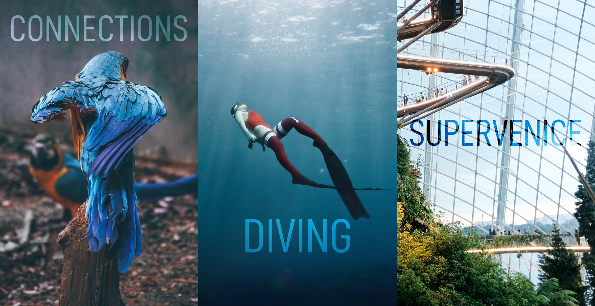 parrot "connections", person diving "diving", futuristic garden "supervenice"