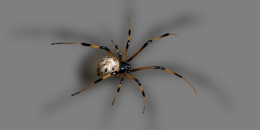 Cover image for What bug are you?