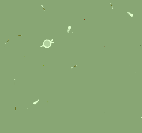Pond Scum