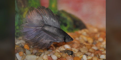 Cover image for Betta Fish Simulator