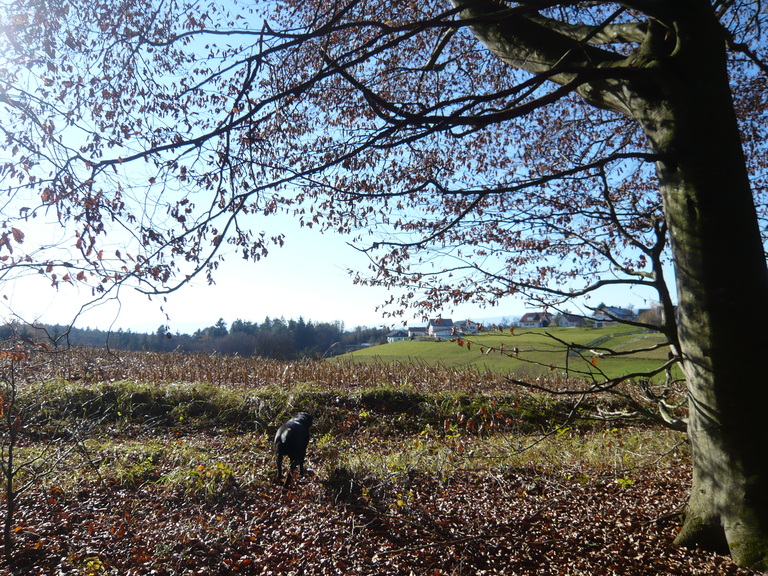Cover image for Waldspaziergang