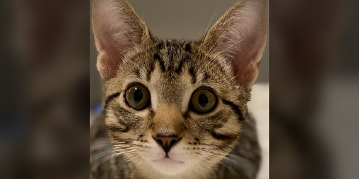 Cover image for Stinky Cat