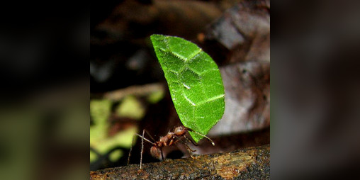 Cover image for Bachac