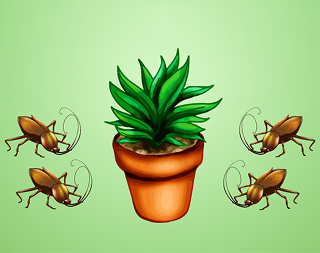 Plant VS Cafar
