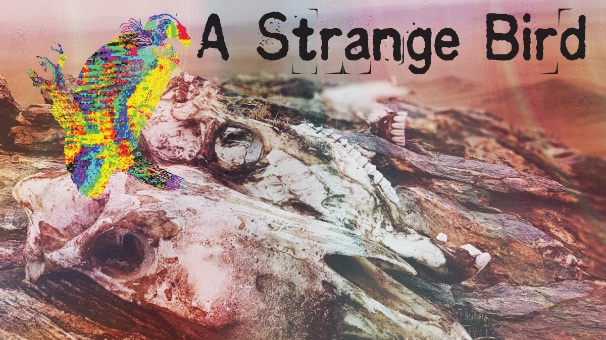 Cover image for A Strange Bird