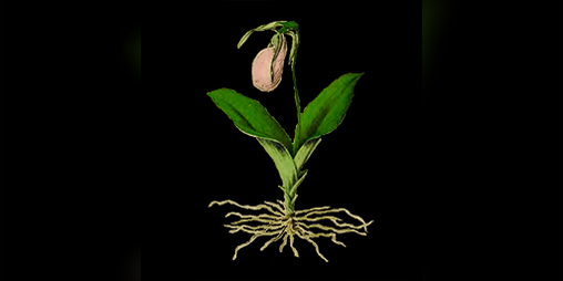 Cover image for UnearthU