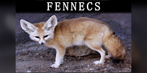 Cover image for Fennecs