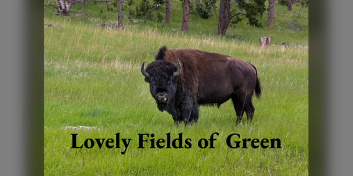 Cover image for Lovely Fields of Green