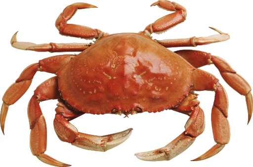 Cover image for Raiding Crabs
